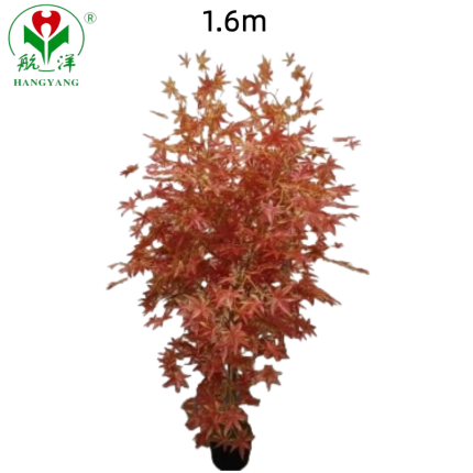 High Quality Maple Tree