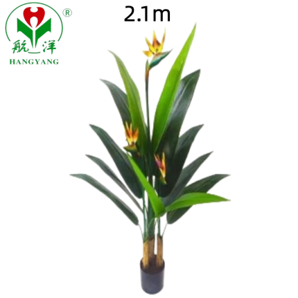 High Quality Banana Tree