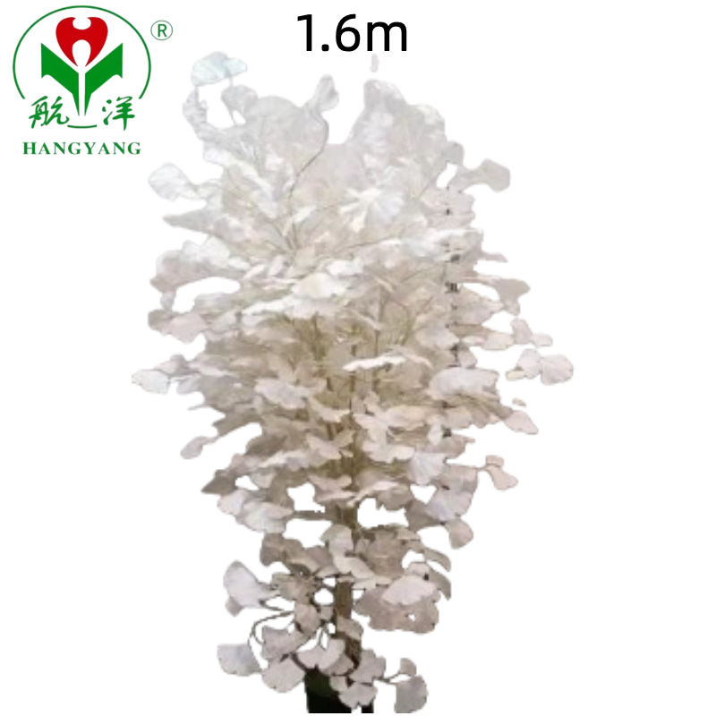 Manufacture White Ginkgo