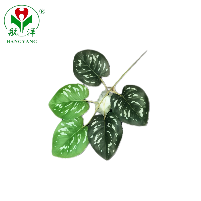 Wholesale Green Plant Wholesale Green Plant